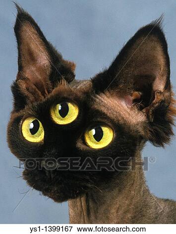 Devon Rex Domestic Cat, Portrait, Digital Composite View Large Photo Image Stock Photo - Devon Rex Domestic Cat, Portrait, Digital Composite. Fotosearch