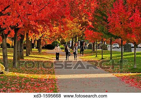 Devonian Harbour Park with vine maples, Acer circinatum, in autumn, Vancouver, British Columbia, Canada View Large Photo Image Stock Photo - Devonian Harbour Park with vine maples, Acer circinatum, in autumn, Vancouver, British Columbia, Canada. Fotosearch