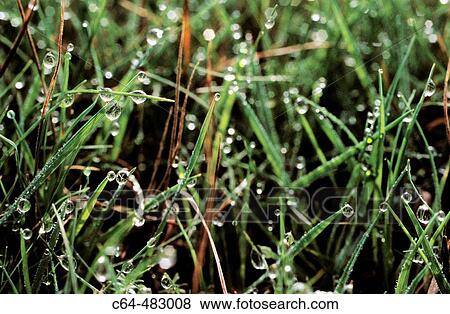 Dew. Aiguestortes National Park. Pyrenees. Lleida. Catalonia. Spain View Large Photo Image Stock Photo - Dew. Aiguestortes National Park. Pyrenees. Lleida. Catalonia. Spain. Fotosearch