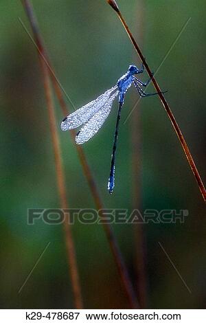 Dew-covered damselfly. Sudbury. Ontario. Canada. View Large Photo Image Stock Photo - Dew-covered damselfly. Sudbury. Ontario. Canada.. Fotosearch