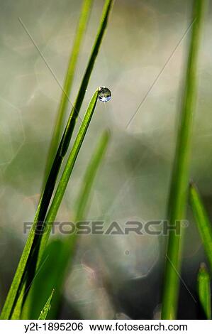 Dew drop clinging to a blade of grass. Vaesternorrland, Sweden, Scandinavia, Europe View Large Photo Image Stock Photograph - Dew drop clinging to a blade of grass. Vaesternorrland, Sweden, Scandinavia, Europe. Fotosearch