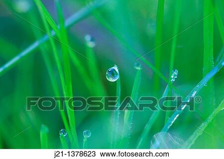 Dew drops glittering on a blades of grass View Large Photo Image Stock Image - Dew drops glittering on a blades of grass. Fotosearch
