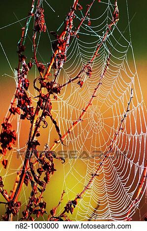 Stock Image - Dew drops in spiderweb - Bavaria/Germany. Fotosearch