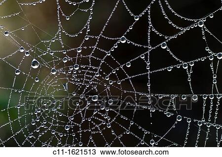 dew drops of water on spider web View Large Photo Image Stock Image - dew drops of water on spider web. Fotosearch