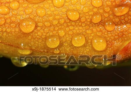 Dew drops on a plant, borneo View Large Photo Image Picture - Dew drops on a plant, borneo. Fotosearch
