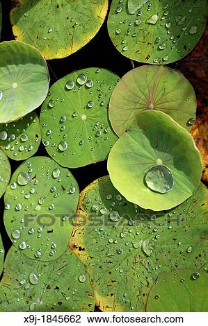 Dew drops on a plant, borneo View Large Photo Image Stock Image - Dew drops on a plant, borneo. Fotosearch