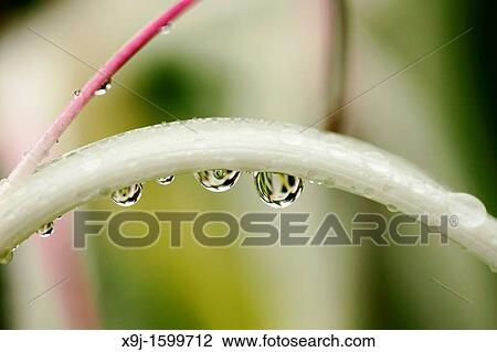 Dew drops on a plant View Large Photo Image Stock Image - Dew drops on a plant. Fotosearch