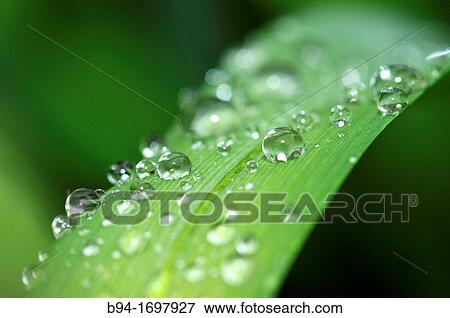 Dew drops on leaf View Large Photo Image Stock Photo - Dew drops on leaf. Fotosearch