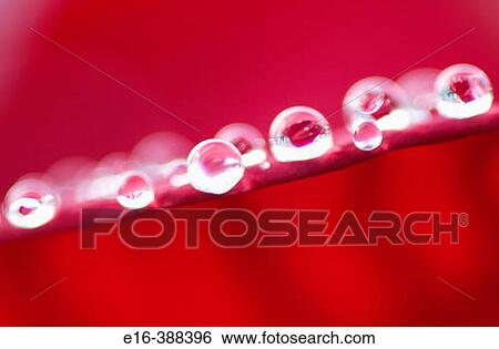 dew drops View Large Photo Image Stock Photograph - dew drops. Fotosearch