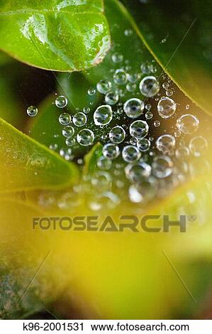 dew on a web View Large Photo Image Stock Image - dew on a web. Fotosearch