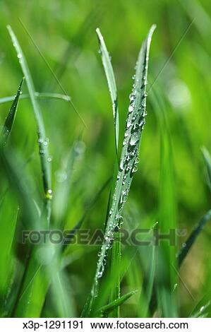 Dew on grass View Large Photo Image Stock Image - Dew on grass. Fotosearch