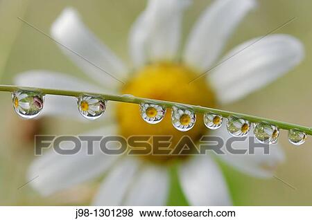 Stock Photo - Dewdrops with flower in background Olympic National Park, Olympic Peninsula, Pacific Northwest, Washington State, USA, America. Fotosearch