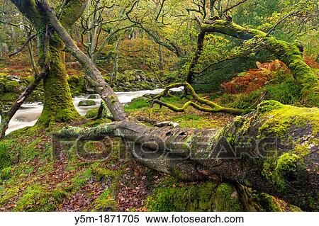Dewerstone Wood near Shaugh Prior in Dartmoor National Park, Devon, England, UK, Europe View Large Photo Image Stock Photography - Dewerstone Wood near Shaugh Prior in Dartmoor National Park, Devon, England, UK, Europe. Fotosearch