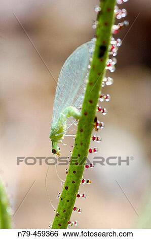 Dewy Pine (Drosophyllum lusitanicum) catching Green Lacewing (Chrysoperla carnea). Sierra Madrona, Ciudad Real, Spain View Large Photo Image Stock Photograph - Dewy Pine (Drosophyllum lusitanicum) catching Green Lacewing (Chrysoperla carnea). Sierra Madrona, Ciudad Real, Spain. Fotosearch