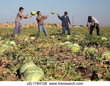 Stock Photo - Di Giorgio, California - Mexican farmworkers harvest watermelons from a field in the San Joaquin Valley. Fotosearch