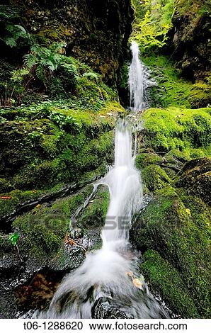 Dickson falls, Fundy National Park, Bay of Fundy, New Brunswick, Canada View Large Photo Image Stock Image - Dickson falls, Fundy National Park, Bay of Fundy, New Brunswick, Canada. Fotosearch