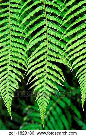 Dicksonia Squarrosa New Zealand Fern View Large Photo Image Stock Photograph - Dicksonia Squarrosa New Zealand Fern. Fotosearch
