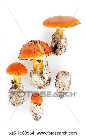 Different aspects of Caesar's Mushroom, oronja, reig, amanita caesarea, Edible mushroom, Costa Brava, Girona, Spain, Europe View Large Photo Image Picture - Different aspects of Caesar's Mushroom, oronja, reig, amanita caesarea, Edible mushroom, Costa Brava, Girona, Spain, Europe. Fotosearch