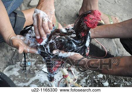 Dili (East Timor): a fighting rooster washed carefully before a futu manu (cockfight) View Large Photo Image Stock Image - Dili (East Timor): a fighting rooster washed carefully before a futu manu (cockfight). Fotosearch