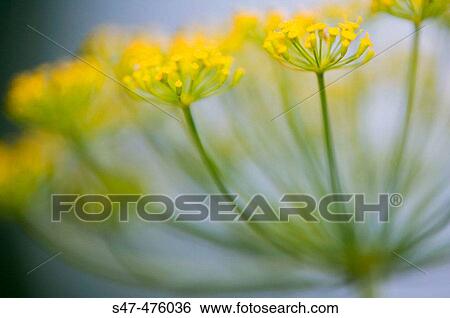 Dill herb in bloom (Anethum graveolens). Maryland, USA View Large Photo Image Stock Photograph - Dill herb in bloom (Anethum graveolens). Maryland, USA. Fotosearch