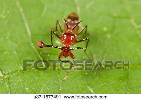 Diopsid stalk-eyed fly from Skudup, Kuching, Sarawak, Malaysia. View Large Photo Image Stock Image - Diopsid stalk-eyed fly from Skudup, Kuching, Sarawak, Malaysia.. Fotosearch