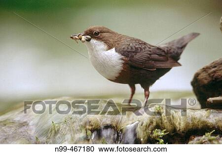 Dipper (Cinclus cinclus). Lillach. Creek near Nuremberg. Waterfall, spring. Bavaria. Germany. View Large Photo Image Stock Image - Dipper (Cinclus cinclus). Lillach. Creek near Nuremberg. Waterfall, spring. Bavaria. Germany.. Fotosearch