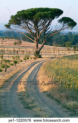 Dirt road passing an old pine tree, Carcassonne, Alzonne, France. View Large Photo Image Stock Photograph - Dirt road passing an old pine tree, Carcassonne, Alzonne, France.. Fotosearch