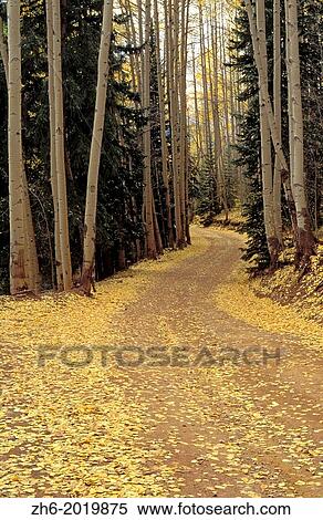 Dirt road through fall aspens, San Juan Mountains, Colorado USA. View Large Photo Image Stock Photography - Dirt road through fall aspens, San Juan Mountains, Colorado USA.. Fotosearch