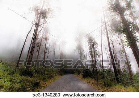 Disturbing road, Madeira. View Large Photo Image Stock Image - Disturbing road, Madeira.. Fotosearch