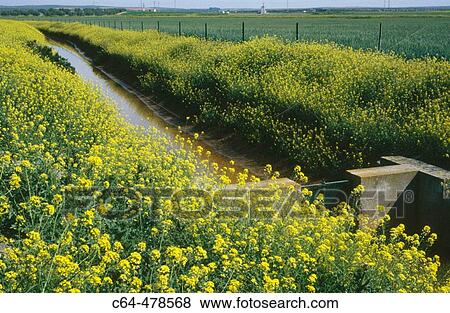 Ditch. Fuentedepiedra. MBlaga province. Andalucia. Spain. View Large Photo Image Stock Photo - Ditch. Fuentedepiedra. MBlaga province. Andalucia. Spain.. Fotosearch