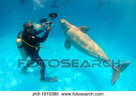 diver and Beluga, White whale Delphinapterus leucas, Delphinarium, Odessa, Ukraine View Large Photo Image Stock Photography - diver and Beluga, White whale Delphinapterus leucas, Delphinarium, Odessa, Ukraine. Fotosearch