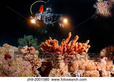 diver and coral reef, Red Sea, Egypt, Africa. View Large Photo Image Stock Image - diver and coral reef, Red Sea, Egypt, Africa.. Fotosearch