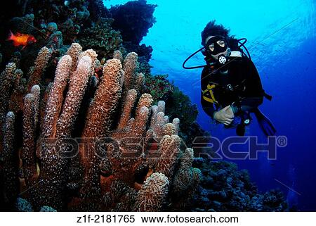 Diver and corals in red Sea Egypt, Rocky Island. Goniopora columna. View Large Photo Image Stock Photography - Diver and corals in red Sea Egypt, Rocky Island. Goniopora columna.. Fotosearch