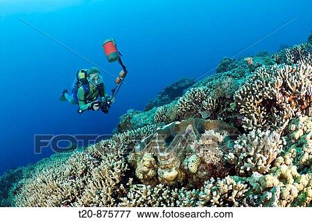 Diver and Giant Clam, Tridacna Squamosa, Micronesia, Palau View Large Photo Image Stock Photo - Diver and Giant Clam, Tridacna Squamosa, Micronesia, Palau. Fotosearch
