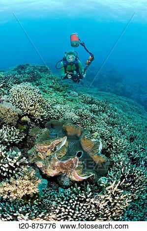 Diver and Giant Clam, Tridacna Squamosa, Micronesia, Palau View Large Photo Image Stock Photograph - Diver and Giant Clam, Tridacna Squamosa, Micronesia, Palau. Fotosearch