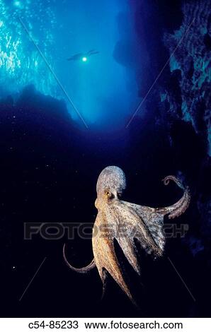 Diver and Octopus (Octopus vulgaris). Galicia, Spain View Large Photo Image Stock Image - Diver and Octopus (Octopus vulgaris). Galicia, Spain. Fotosearch
