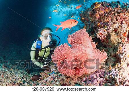 Diver and Red Soft Coral, Dendronephthya mucronata, Maya Thila, North Ari Atoll, Maldives View Large Photo Image Stock Photograph - Diver and Red Soft Coral, Dendronephthya mucronata, Maya Thila, North Ari Atoll, Maldives. Fotosearch