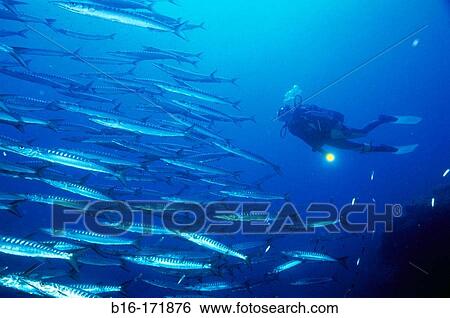 Diver and school fish. Mediterranean Sea View Large Photo Image Stock Photograph - Diver and school fish. Mediterranean Sea. Fotosearch