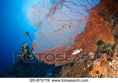 Stock Photo - Diver and Sea Fan, Annella mollis, Micronesia, Palau. Fotosearch
