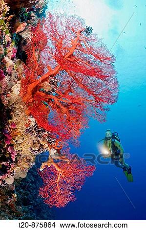 Diver and Sea Fan, Melithaea, Peleliu Wall, Micronesia, Palau View Large Photo Image Picture - Diver and Sea Fan, Melithaea, Peleliu Wall, Micronesia, Palau. Fotosearch