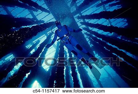 Stock Photo - Diver and Sea farm of Common mussel Mytilus galloprovincialis Eastern Atlantic, Galicia, Spain. Fotosearch