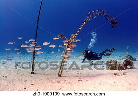 Stock Photo - diver and shoal of fishes, Red Sea, Egypt, Africa. Fotosearch