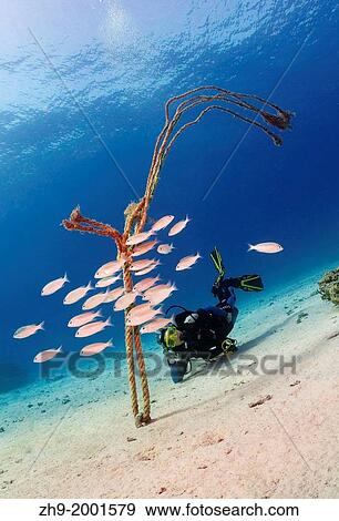 diver and shoal of fishes, Red Sea, Egypt, Africa. View Large Photo Image Stock Photo - diver and shoal of fishes, Red Sea, Egypt, Africa.. Fotosearch
