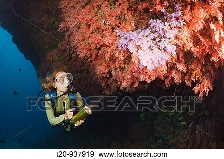 Diver and Soft Coral Reef, Cironephthya sp, Himendhoo Thila, North Ari Atoll, Maldives View Large Photo Image Stock Photo - Diver and Soft Coral Reef, Cironephthya sp, Himendhoo Thila, North Ari Atoll, Maldives. Fotosearch