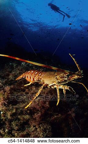 Diver and Spinny Lobster (Palinurus elephas), Mediterranean Sea, Spain View Large Photo Image Stock Photo - Diver and Spinny Lobster (Palinurus elephas), Mediterranean Sea, Spain. Fotosearch