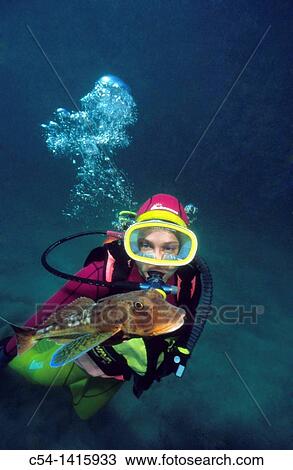 Diver and Tub gurnard (Trigla lucerna), Eastern Atlantic, Galicia, Spain View Large Photo Image Stock Image - Diver and Tub gurnard (Trigla lucerna), Eastern Atlantic, Galicia, Spain. Fotosearch