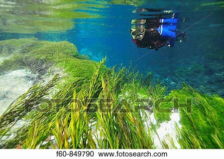 Diver and underwater vegetation at Sucuri river, Bonito, Mato Grosso do Sul, Brazil View Large Photo Image Stock Image - Diver and underwater vegetation at Sucuri river, Bonito, Mato Grosso do Sul, Brazil. Fotosearch