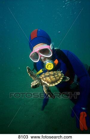 Diver and young turtle (Caretta Caretta) View Large Photo Image Stock Image - Diver and young turtle (Caretta Caretta). Fotosearch