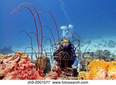 Diver at coral reef, Red sea, Egypt, Africa. View Large Photo Image Stock Photo - Diver at coral reef, Red sea, Egypt, Africa.. Fotosearch