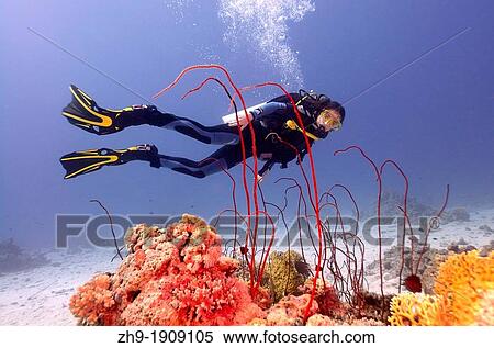 Diver at coral reef, Red sea, Egypt, Africa View Large Photo Image Stock Photography - Diver at coral reef, Red sea, Egypt, Africa. Fotosearch